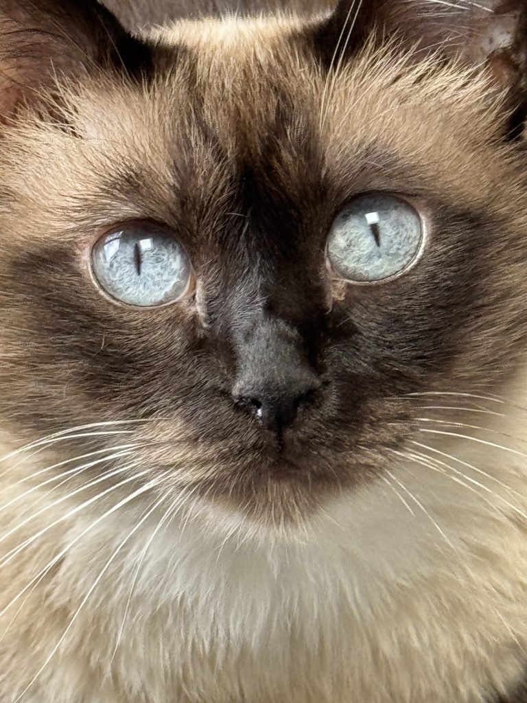 Image of Siamese cat