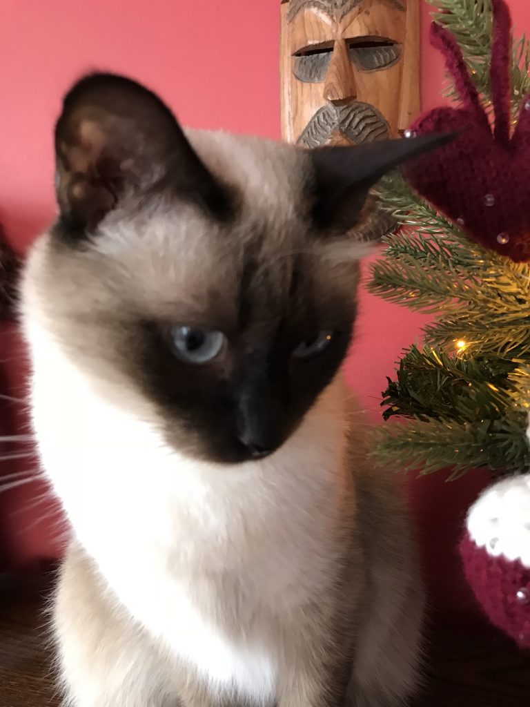 Image of Siamese cat